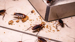 పేపర్ కప్పుల్లో టీ తాగుతున్నారా? ఒక్క నిమిషం ఆగండి.. ఈ షాకింగ్‌ నిజాలు తెలుసుకున్న తరువాత..