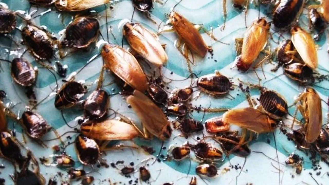 ప్రతి ఇంట్లో ఉల్లి, వంట సోడాతో ఉంటాయి. ఉల్లిపాయ ముక్కలకు బేకింగ్ సోడాను  కలిపి కీటకాలు ఉన్నచోట దీనిని వేయాలి. ఉల్లిపాయ కీటకాలను దగ్గరికి వచ్చేలా చేసి, బేకింగ్ సోడాను వాటిని అంతం చేస్తుంది. ఈ హోమ్ రెమెడీ బాగా పని చేస్తుంది. అయితే, ముందుగా ఒక ఉల్లిపాయను తీసుకుని ముక్కలుగా కట్ చేసుకోవాలి. 
