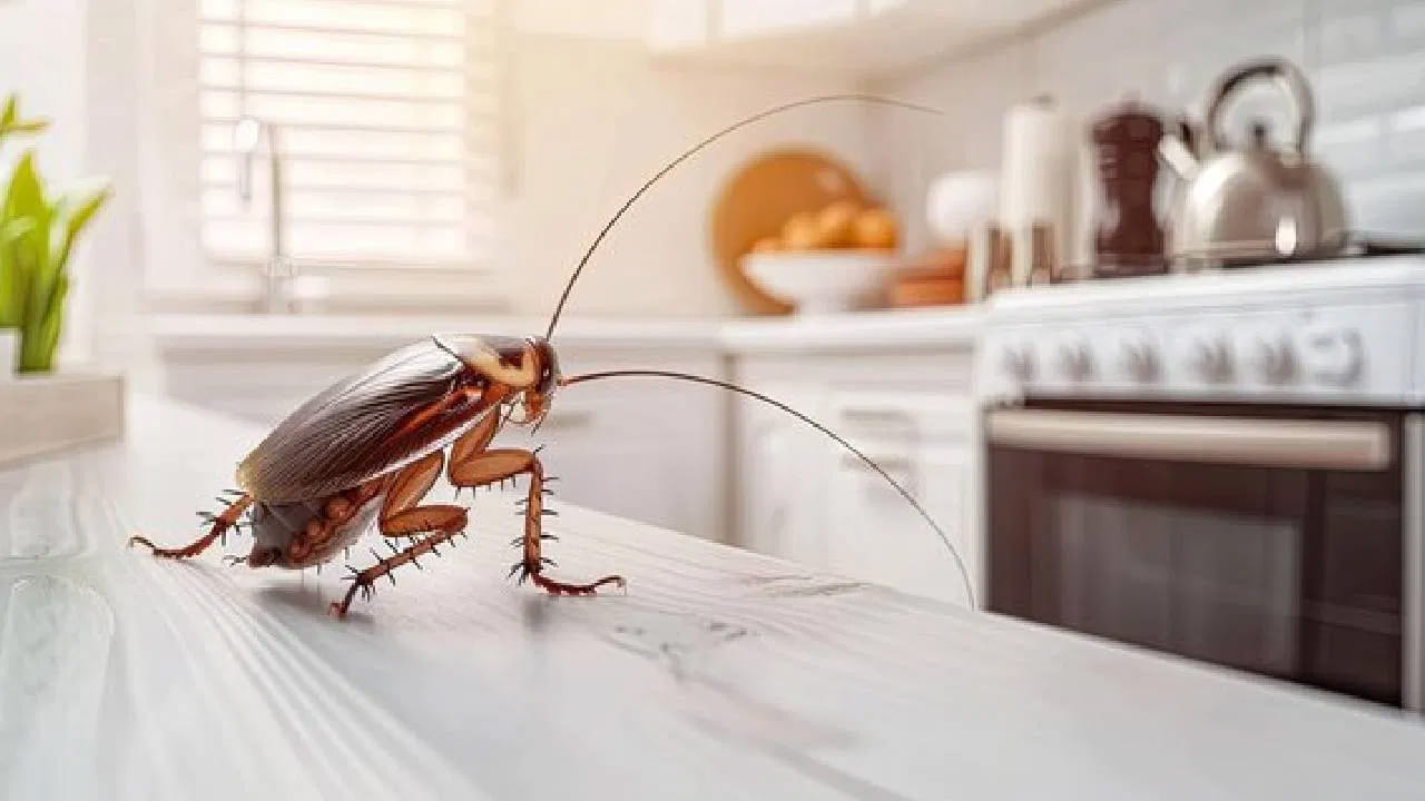 ఇప్పుడు దీనిలో రెండు టేబుల్ స్పూన్ల బేకింగ్ సోడాను కలుపుకోవాలి. అవసరమైతే దీనిలో కొద్దిగా పంచదారను కూడా వేసుకోవాలి. 
ఇది కీటకాలను బాగా ఆకర్షిస్తుంది. వీటిని బాగా కలిపి, ఈ మిశ్రమాన్ని బొద్దింకలు ఉన్న చోట ఉంచాలి. సింక్, డస్ట్‌బిన్, ఆహారం పడే చోట పెడితే మంచి ఫలితం ఉంటుంది. 