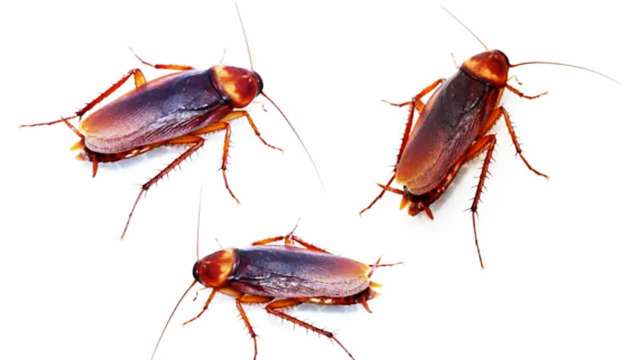 
పురుగులు ఆహారం కోసం వెతుకుతూ వంటగదిలో నక్కి ఉంటాయి. ఉల్లిపాయల్లో ఉండే సల్ఫర్ వాసన.. పురుగులను వెంటనే  ఆకర్షిస్తుంది. ఆ సమయంలో వీటిలో కలిపిన బేకింగ్ సోడా పురుగులను చంపేస్తుంది.