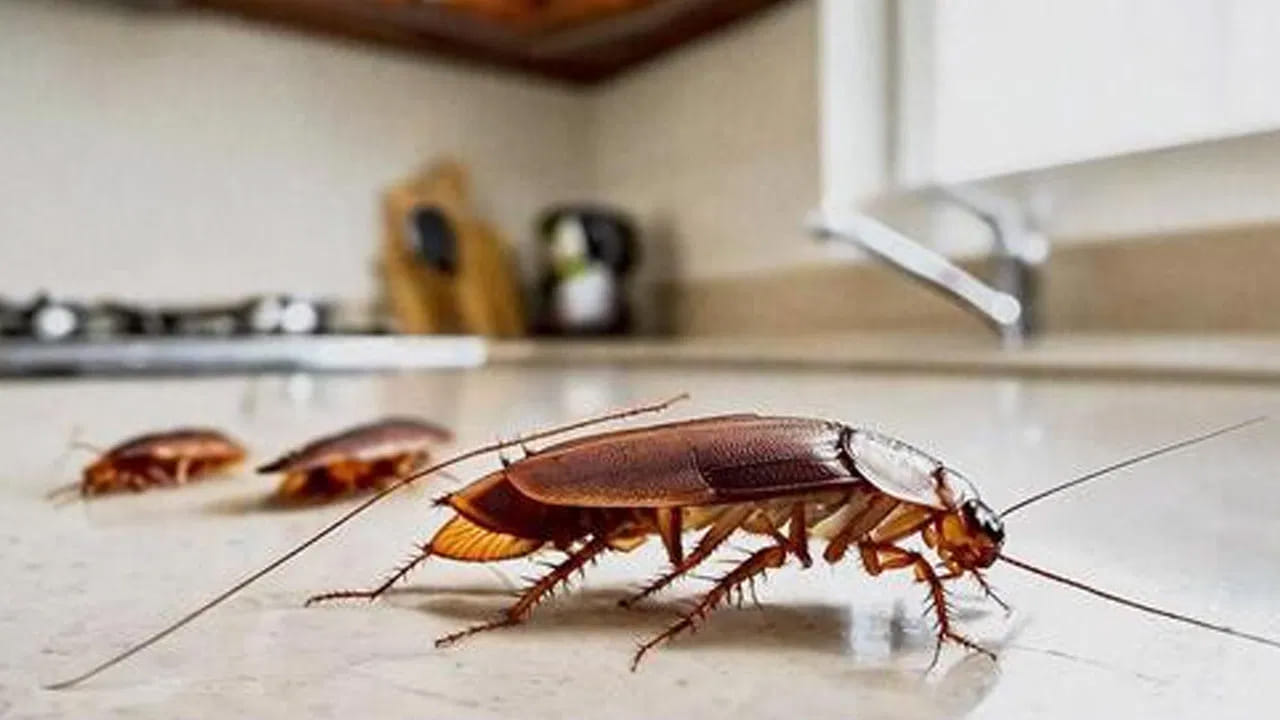 ఇంట్లో కిచెన్ శుభ్రం చేయడం పెద్ద కష్టం. ఎందుకంటే, ఈ గదిలో ఆహార పదార్థాలు, వంట నూనెలు, డబ్బాలు , పెద్ద పెద్ద పాత్రలు ఇలా చెప్పుకుంటూ పోతే చాలానే ఉన్నాయి. అయితే, ఇదే సమయంలో ఆహార పదార్థాలు కింద పడుతుంటాయి. అప్పుడు చీమలు, బొద్దింకలు, పురుగులు వస్తాయి. 