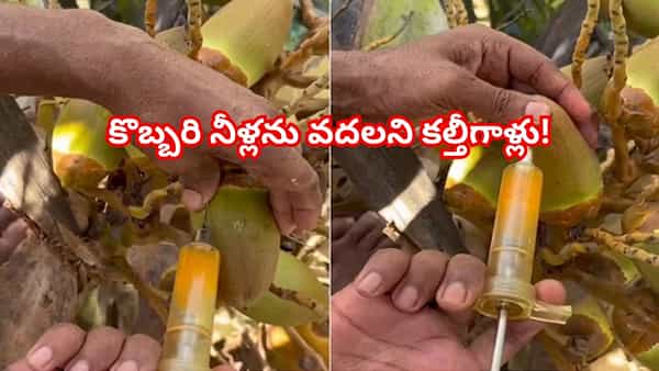 Viral Video: ఓరీ దేవుడో.. కొబ్బరి నీళ్లను కూడా వదలని కంత్రీగాళ్లు.. ఎలా కల్తీ చేస్తున్నారో చూస్తే.. లబోదిబో మంటారు!