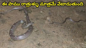 ఈ పాముతో చాలా జాగ్రత్త బాబోయ్...