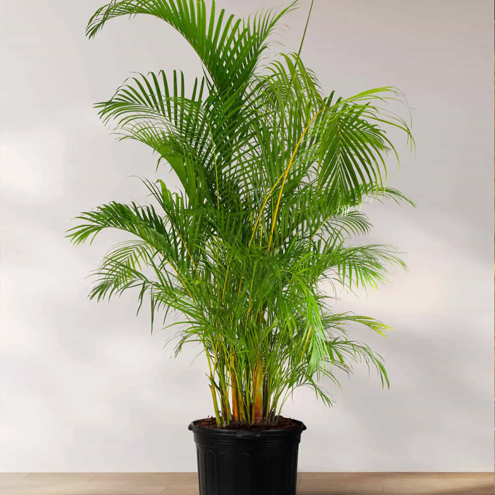 అరేకా పామ్ (Areca Palm): అరేకా పామ్ను సహజమైన హ్యూమిడిఫైయర్ అని పిలుస్తారు. ఈ మొక్క గాలిలోకి తేమను విడుదల చేయడం ద్వారా పొడి గాలిని చల్లబరుస్తుంది. ఇది లివింగ్ రూమ్లో ఉంచినప్పుడు, గది ఉష్ణోగ్రతను సమతుల్యంగా ఉంచడంలో సహాయపడుతుంది. అరేకా పామ్ గది వాతావరణాన్ని తాజాగా ఉంచుతుంది.