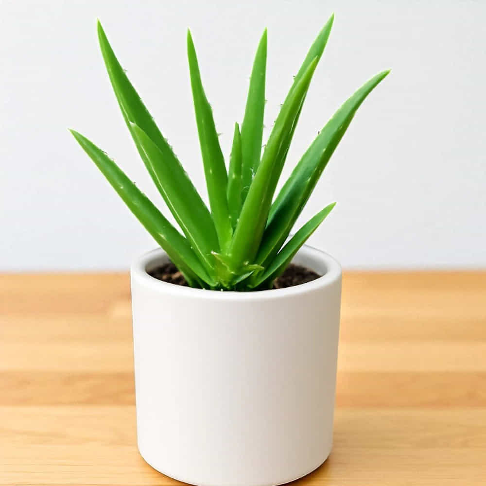 అలోవెరా (Aloe Vera): కలబంద కేవలం చర్మ సౌందర్యానికి మాత్రమే కాకుండా, ఇంటిని చల్లబరచడానికి కూడా ఉపయోగపడుతుంది. ఇది గాలిలోని వేడిని గ్రహించి, ఆక్సిజన్ స్థాయిని పెంచుతుంది. అలోవెరాకు తక్కువ నీరు, తక్కువ సంరక్షణ అవసరం, కాబట్టి ఇది సులభంగా పెరుగుతుంది. దీని ద్వారా ఇల్లు మరింత చల్లగా ఉంటుంది.