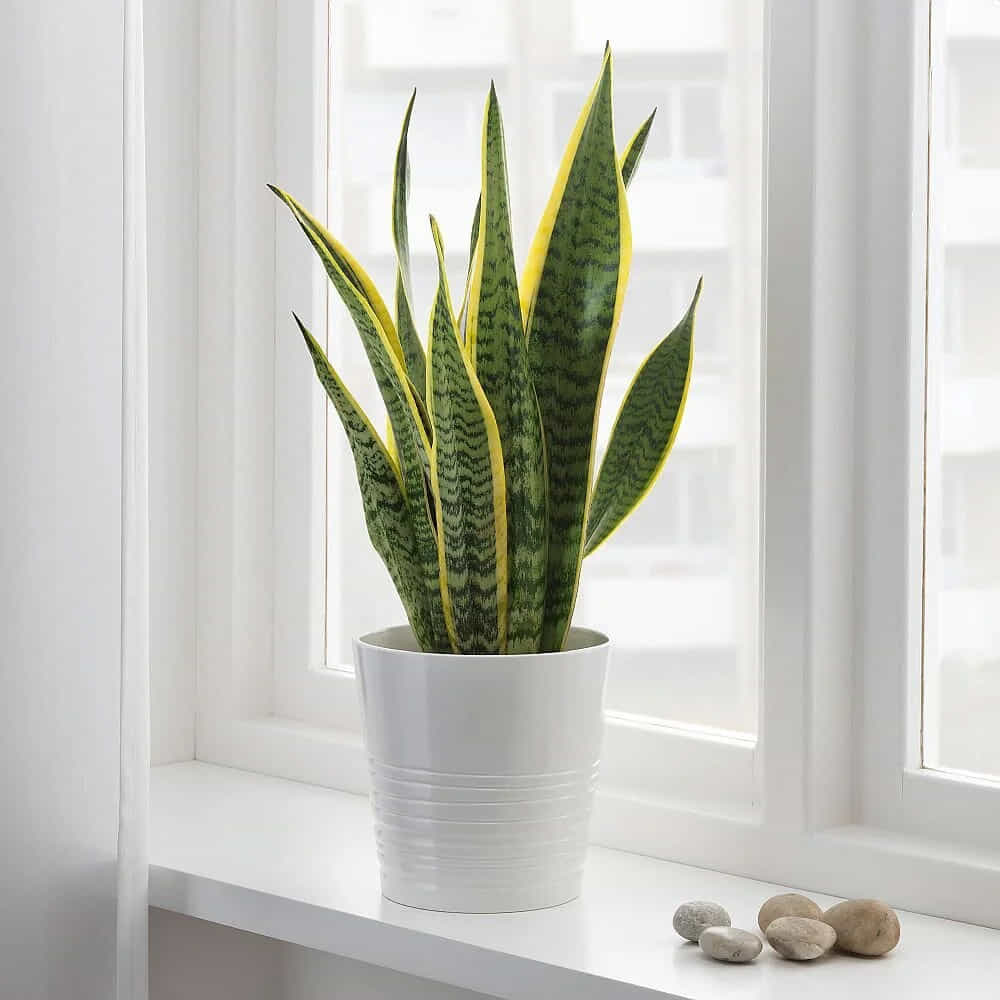 స్నేక్ ప్లాంట్ (Snake Plant):స్నేక్ ప్లాంట్ ప్రత్యేకత ఏమిటంటే ఇది రాత్రి సమయంలో కూడా ఆక్సిజన్ను విడుదల చేస్తుంది. ఈ మొక్క గాలిలోని నైట్రోజన్ ఆక్సైడ్ వంటి విషపూరిత వాయువులను పీల్చుకొని, గాలిని స్వచ్ఛంగా, చల్లగా ఉంచుతుంది. బెడ్ రూమ్లో ఉంచడానికి ఇది ఉత్తమమైన మొక్క.
