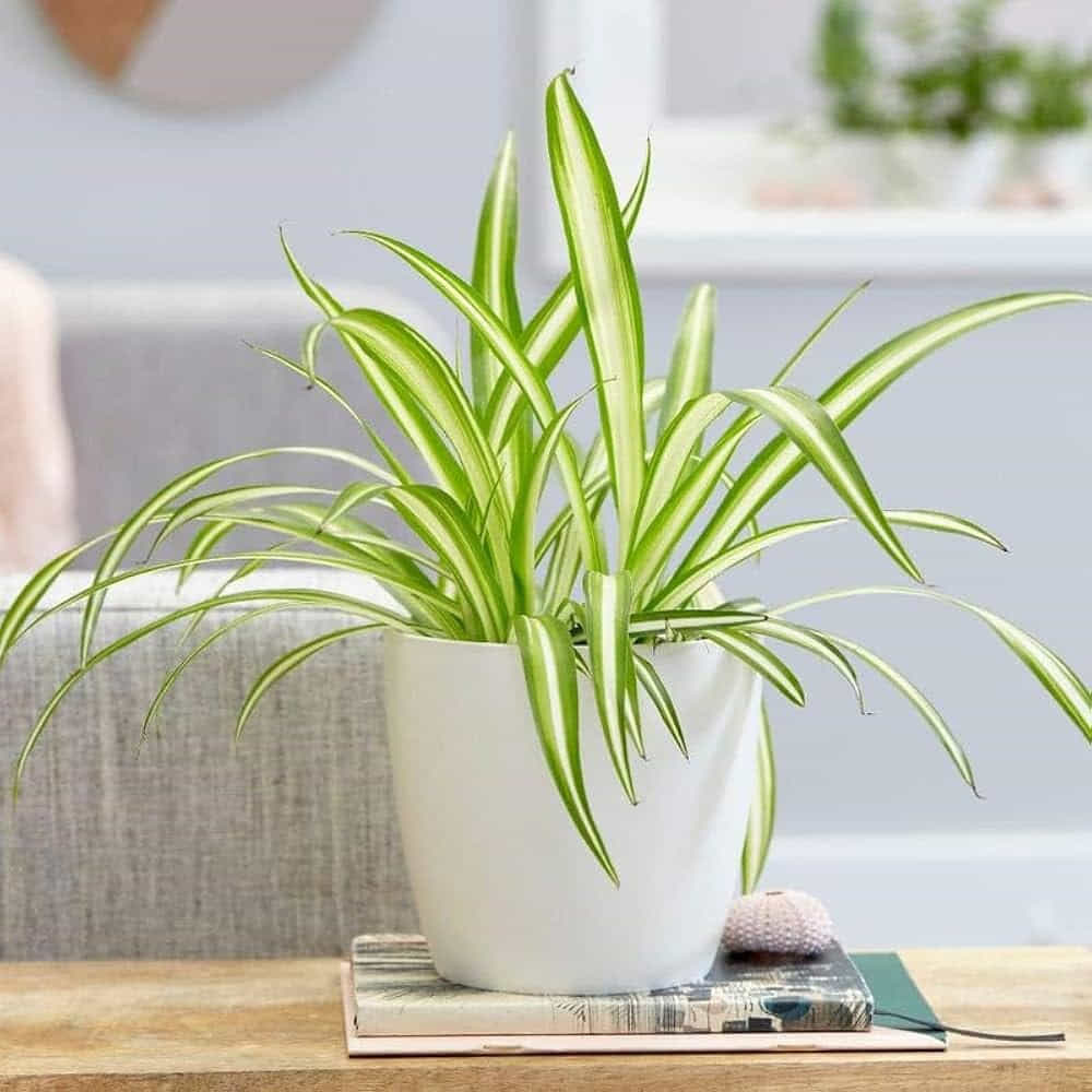 స్పైడర్ ప్లాంట్ (Spider Plant): స్పైడర్ ప్లాంట్ ఇంటికి ఆకర్షణీయమైన రూపాన్ని ఇస్తుంది. ఈ మొక్కను ఇండోర్ లో పెంచుకోవడం వల్ల గాలిలోని మలినాలు తొలగిపోతాయి, దీంతో గాలి స్వచ్ఛత పెరుగుతుంది. స్పైడర్ ప్లాంట్ సంరక్షణ చాలా సులభం, దీనికి తక్కువ నీరు అవసరం. చిన్న కుండీల్లో కూడా సులభంగా పెంచుకోవచ్చు. ఇది ఇంటి వాతావరణాన్ని చల్లగా ఉంచుతూ, ఎండల నుంచి ఉపశమనాన్ని అందిస్తుంది.
