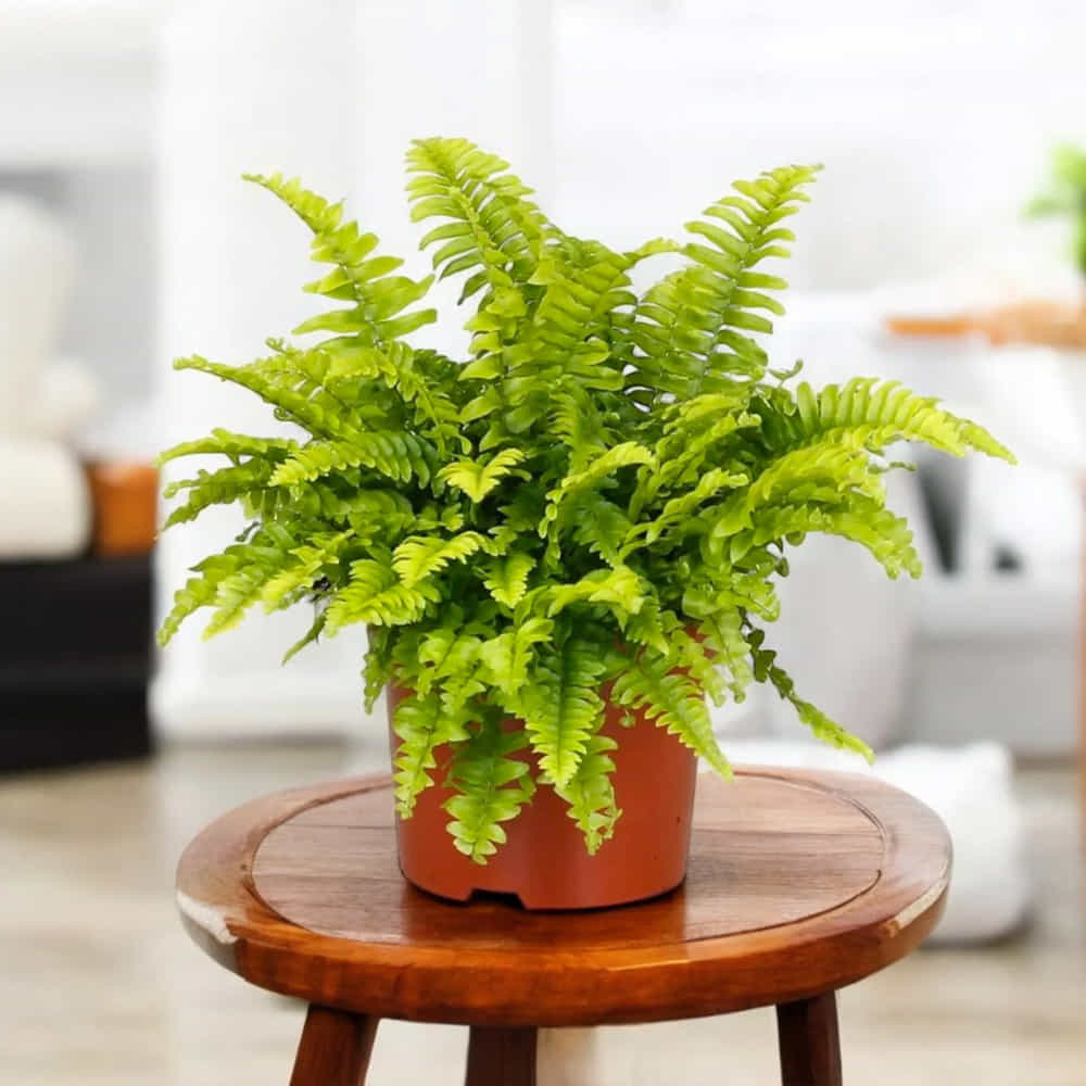 ఫెర్న్ ప్లాంట్ (Fern Plant): ఫెర్న్ ప్లాంట్ దట్టమైన ఆకులు గదిలోని వేడిని పీల్చుకుంటాయి. గదిలో తేమను పెంచి, చల్లదనాన్ని ఇవ్వడంలో ఇది అద్భుతంగా పనిచేస్తుంది. ఫెర్న్ మొక్క దట్టమైన ఆకులు పరిసరాల నుండి వేడిని గ్రహించడంలో సహాయపడతాయి, తద్వారా ఇంటి ఉష్ణోగ్రతను సమతుల్యంగా ఉంచుతుంది. ఇది గదిలో కూర్చోవడాన్ని మరింత సౌకర్యవంతంగా చేస్తుంది.