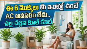 ఈ 6 మొక్కలు మీ ఇంట్లో ఉంటే AC అవసరం లేదు.. చల్ల చల్లని కూల్ కూల్