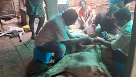 పొట్ట ఉబ్బి.. మేత మేయని ఆవు.. వెటర్నరీ డాక్టర్లు పరీక్షించగా..