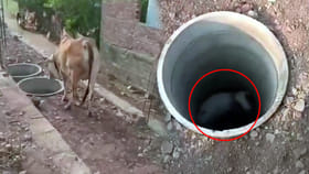 బిడ్డ ప్రాణం కాపాడుకునేందుకు తల్లడిల్లిన ఆవు.. వైరల్ వీడియో