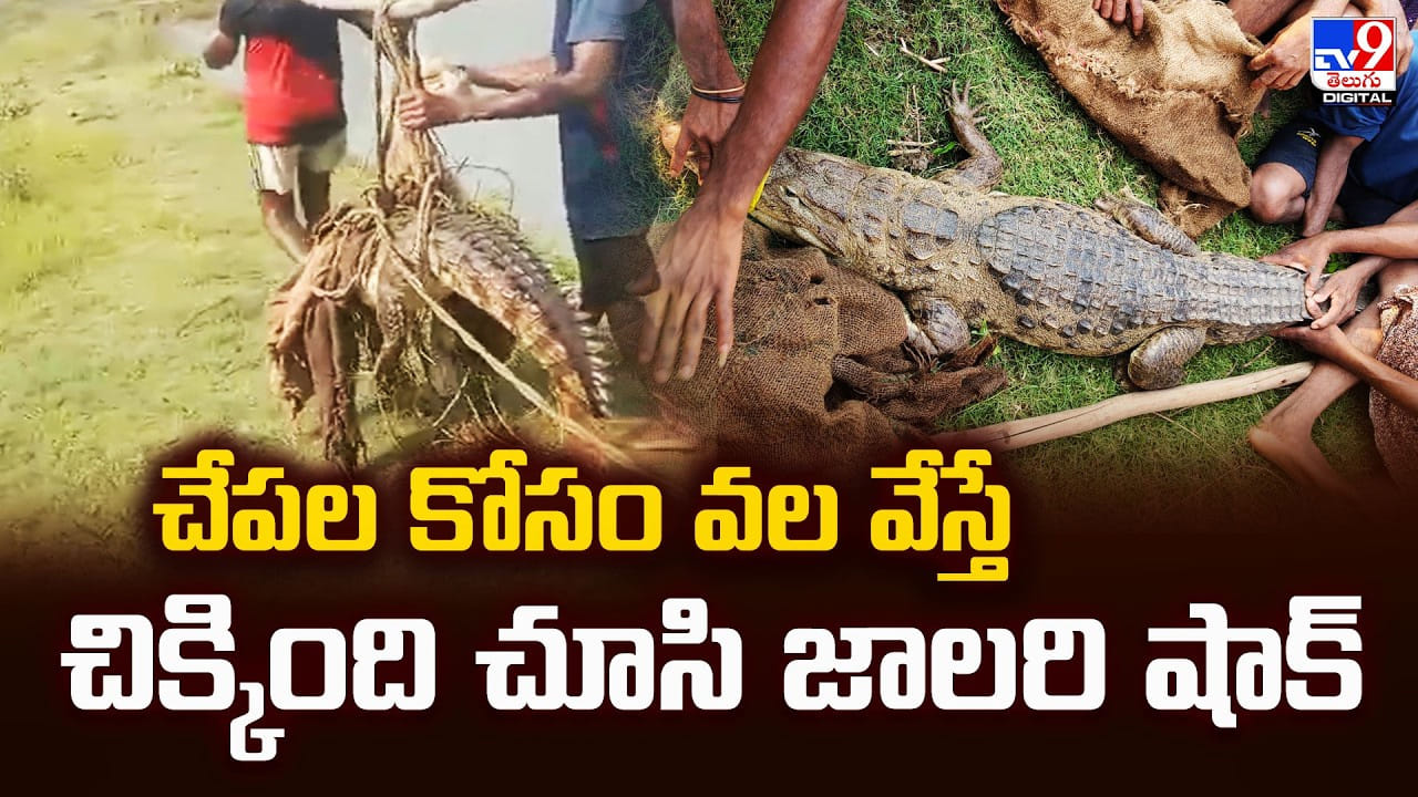 చేపల కోసం వల వేస్తే చిక్కింది చూసి జాలరి షాక్‌