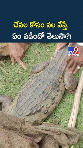 చేపల కోసం వల వేస్తే.. ఏం పడిందో తెలుసా?