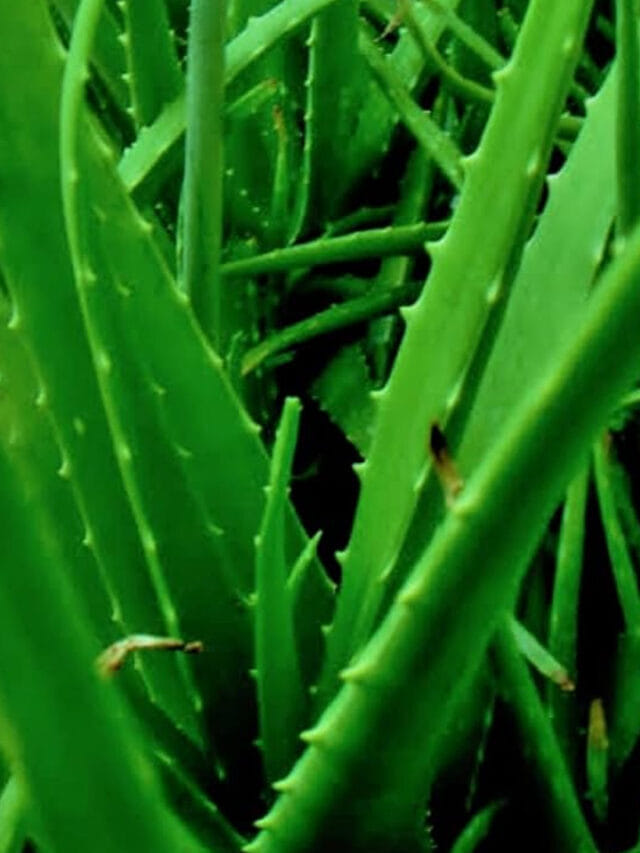 ఇంట్లో కలబంద  మొక్క ఉందా.. ఇలా చేస్తే గుబురుగా పెరగడం పక్కా!