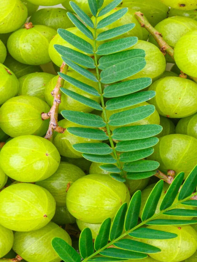 ప్రపంచంలోనే ఉసిరిని ఎక్కువగా పండించే దేశం ఏదో తెలుసా?