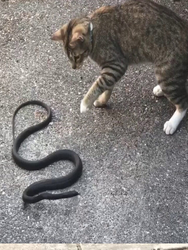 పిల్లులు ఉంటే ఆ ఇంట్లోకి పాములు రావా..?