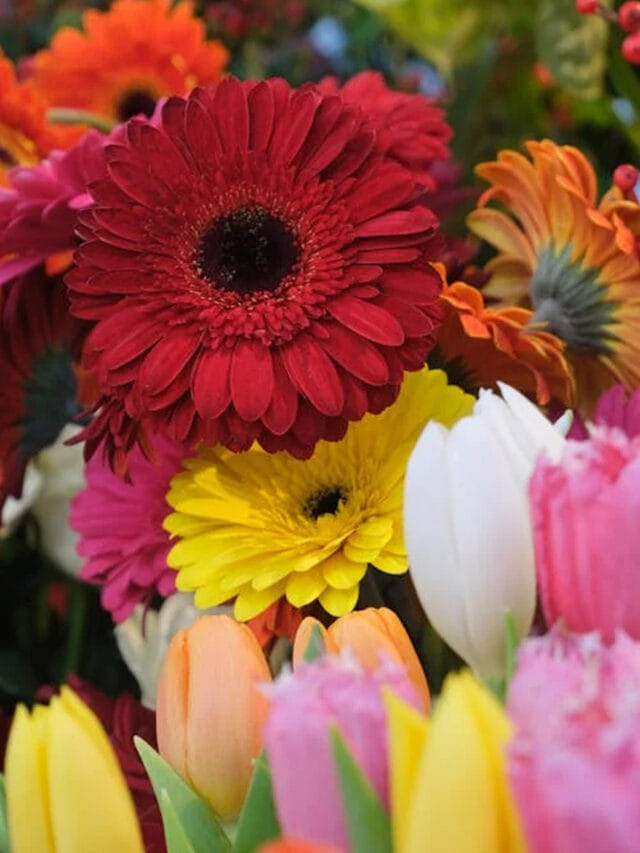 పువ్వుల్లో రాజు ఏ పువ్వు తెలుసా?