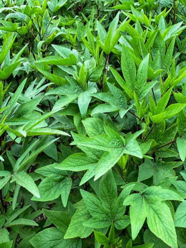 గోంగూర తినడం ఇష్టం లేదా.. ఇది తెలిస్తే వదిలిపెట్టరు!