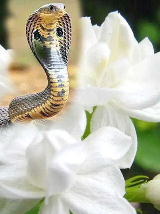 మల్లెపువ్వుకు, నాగు పాముకు ఉన్న సంబంధం తెలుసా? ఆశ్చర్యపోతారంతే!