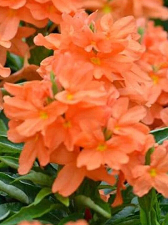 ఇలా చేస్తే చాలు.. కనకాంబరాలు గుత్తులు గుత్తలుగా పూస్తాయి!