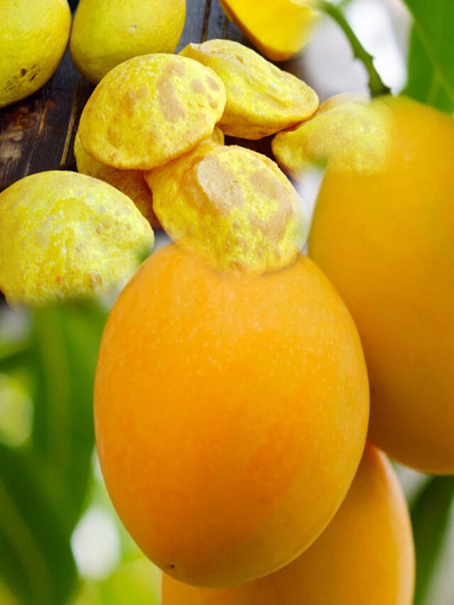 మామిడి కాయలతో పూరీలు.. ఇలా చేస్తే, నోట్లో వేసుకోగానే కరిగిపోతాయి!