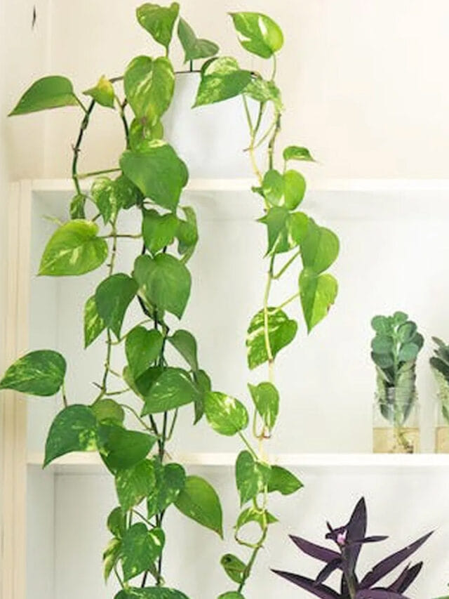 మనీ ప్లాంట్ ఆకులు పసుపు రంగులోకి మారుతున్నాయా?