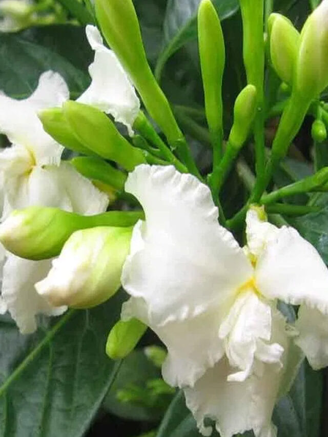 ప్రతి పూజలో వాడే నందివర్ధన పూలు.. గుత్తులు గుత్తులుగా పూయాలాంటే ఇలా చేయండి