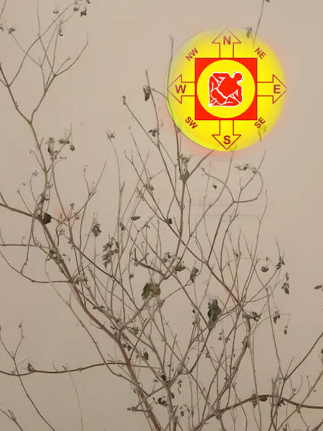 జాగ్రత్త.. మీ ఇంట్లో ఈ మొక్కలు ఎండిపోతే అది దరిద్రానికి సంకేతమే!