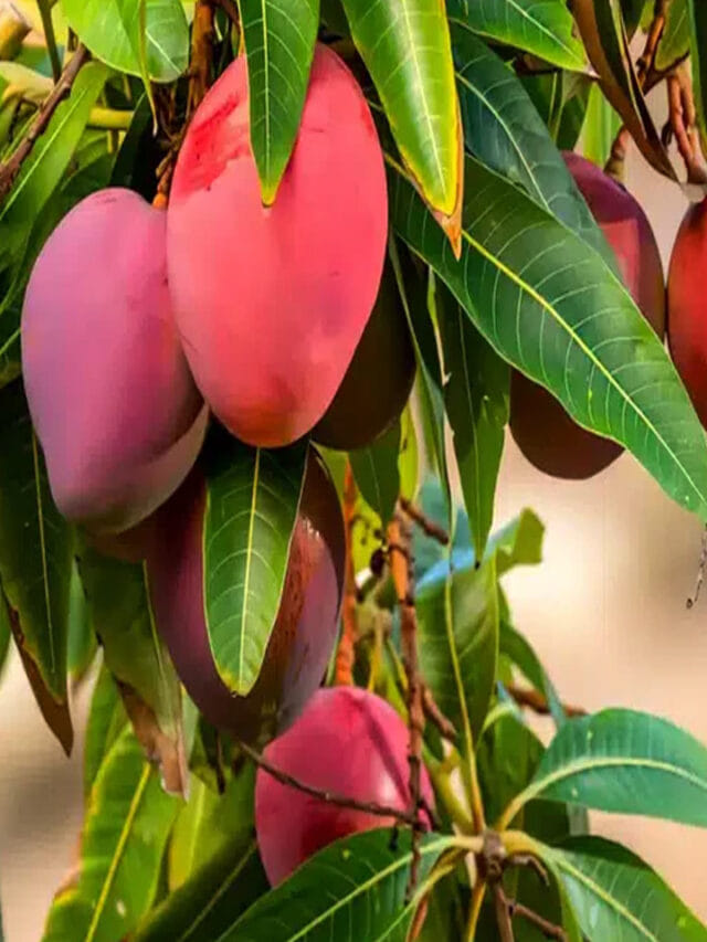 ఎరుపు రంగు మామిడి పండు గురించి తెలుసా? దీని టేస్ట్ చేస్తే వదిలిపెట్టరు!