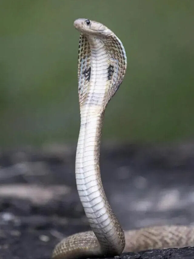 అసలే ఎండా ఉక్కపోత.. పాములు ఇంట్లోకి రాకూడదంటే ఇలా చేయండి!