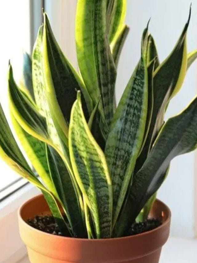 స్నేక్ ప్లాంట్ తెలుసా? ఇది ఇంటిలో ఉంటే ఎంత మంచిదంటే?