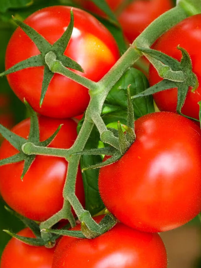 టమాటా తింటున్నారా? అయితే ఈ సమస్యలు తప్పవు!