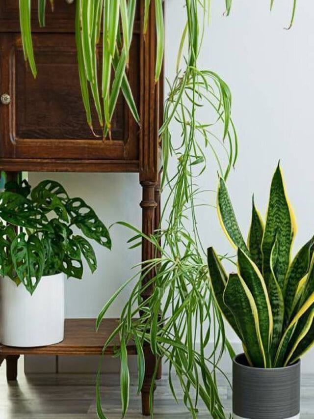 వాస్తు టిప్స్ : ఈ ఐదు మొక్కలు మీ ఇంట్లో ధన వర్షమే!