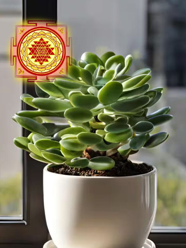 అప్పుల బాధలు తీరిపోవాలా.. ఈ ఒక్క మొక్క మీ ఇంట్లో ఉంటే చాలు, మీరే కోటీశ్వరులు!