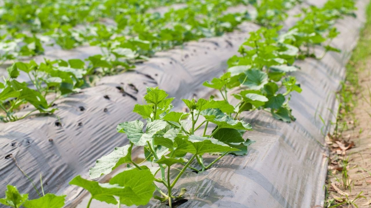 వేడి వాతవరణంలో దొసకాయ త్వరగా పండుతుంది. కాబట్టి ఉష్ణోగ్రత 20 డిగ్రీల సెల్సియస్ కంటే ఎక్కువగా ఉన్నప్పుడు విత్తనాలు నాటడం ఉత్తమం. వర్షం పడితే పంట దెబ్బతినే అవకాశం ఉంది కాబట్టి ఈ పంగ సాగుకు పొడి వాతవరణమే అనుకూలంగా ఉంటుంది. సరైన విత్తన ఎంపిక, సరిగ్గా నీటి పారుదల, సమతుల్య ఎరువుల వాడకం ద్వారా తక్కువ పెట్టుబడితో వేసవిలో దోసకాయ సాగు చేసి అధిక ఆదాయం పొందవచ్చు. 