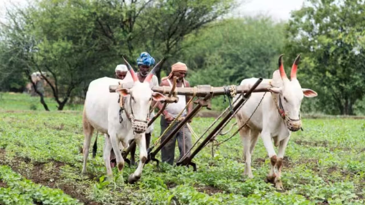 భూమి ఎంపిక: సమ్మర్‌లో చిన్నపాటి వ్యవసాయం ద్వారా డబ్బులు సంపాధించే వారికి దోసకాయ, కొత్తిమీర సాగు ఎక్కవ ఆధాయాన్ని తెచ్చిపెడుతుంది. ఈ పంటను సాగు చేసేందుకు పెద్దగా శ్రమించాల్సిన అవసరం కూడా లేదు. మీరు పంట వేయాలనుకున్నప్పుడు నీరు నిల్వ కుండా మొత్తాన్ని చదును చేయండి. ఈ పంట వేసుకోవడానికి సారవంతమైన ఇసుక నేలలు, నీరు నిల్వని భూములు చాలా అనుకూలంగా ఉంటాయి.