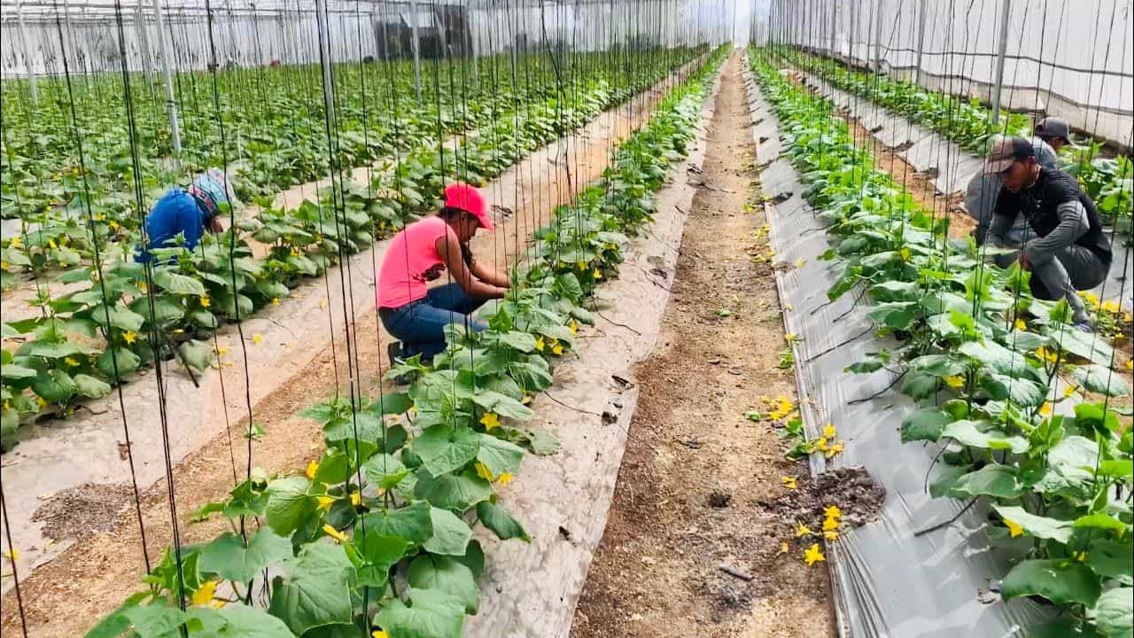 ఎరువులు: మంచి దిగుబడి కోసం సమతుల్య ఎరువుల వాడడం ఎంతో ముఖ్యం.  మీరు ఎకరం భూమిలో పంట సాగుచేస్తుంటే 8 నుండి 10 టన్నుల చివికిన పశువుల ఎరువు లేదా 2-3 టన్నుల వర్మీ కంపోస్ట్ వాడాలి. అలాగే ఎకరాకు 100 కిలోల వేప పిండి వాడటం వల్ల భూమిలోని చీడపీడల నుంచి రక్షణ లభిస్తుంది. యూరియా, SSP వంటి ఎరువులను అవసరాన్ని బట్టి వేయవచ్చు. 