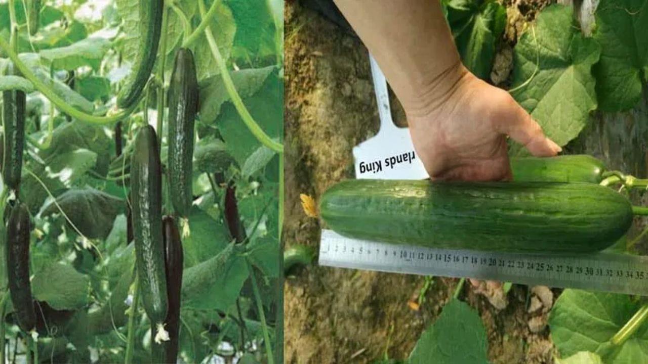 Cucumber Cultivation (4)