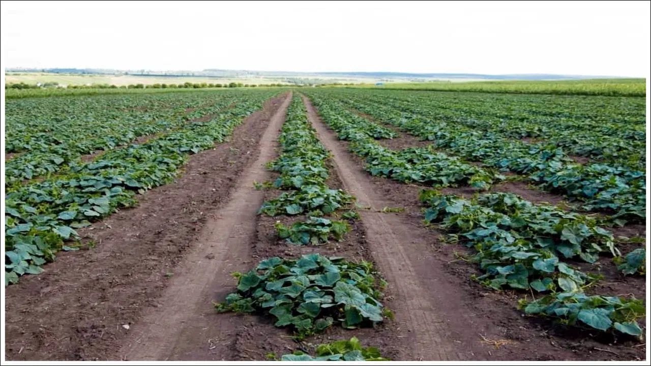 సమ్మర్‌లో ఈ పంటకు మార్కెట్‌లో ఫుల్‌ డిమాండ్ ఉంటుంది. 40 రోజుల్లో చేతికొచ్చే ఈ పంటతలో మీరు లక్షల్లో సంపాధించవచ్చు.(note : పైన పేర్కొన్న అంశాలు నిపుణుల సలహా, ఇంటర్నెట్‌ నుంచి సేకరించిన సమాచారం ఆదారంగా మాత్రమే అందించబడినవి. వీటిని TV9 దీవికరించడం లేదు. వీటిపై మీకేవైనా సందేహాలు ఉంటే వైద్యులను సంప్రదించవచచు.