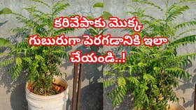 వేసవిలో మీ కరివేపాకు మొక్క ఎండిపోతోందా? గుబురుగా పెరగాలంటే ఇలా