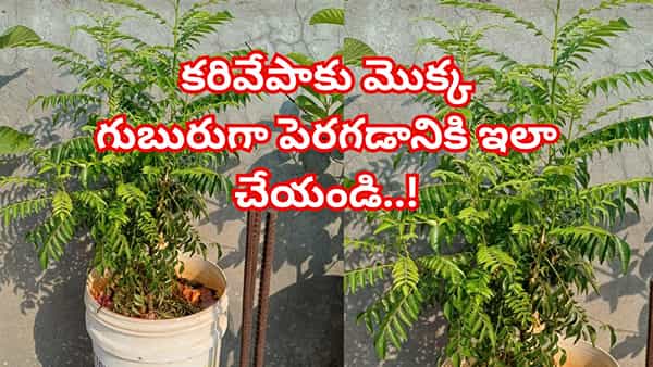 వేసవిలో మీ కరివేపాకు మొక్క ఎండిపోతోందా? గుబురుగా పెరగడానికి ఈ 5 చిట్కాలు పాటించండి!