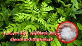 ఒక చెంచా ఇది వేస్తే చాలు.. కరివేపాకు మొక్క వేప చెట్టులా మారుతుంది