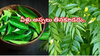 Kitchen Hacks: పచ్చిమిర్చి కడిగేప్పుడు ఈ తప్పులు అస్సలు చేయకండి.. లేదంటే  తిన్నా వేస్టే!