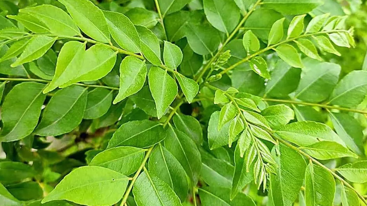 జీర్ణకోశ సమస్యలు: కరివేపాకు జీర్ణక్రియకు మంచిదే కానీ, అల్సర్లు లేదా తీవ్రమైన గ్యాస్ట్రిక్ సమస్యలు ఉన్నవారు పచ్చి కరివేపాకును నేరుగా నమలడం వల్ల కడుపులో ఇరిటేషన్ కలిగే అవకాశం ఉంది.