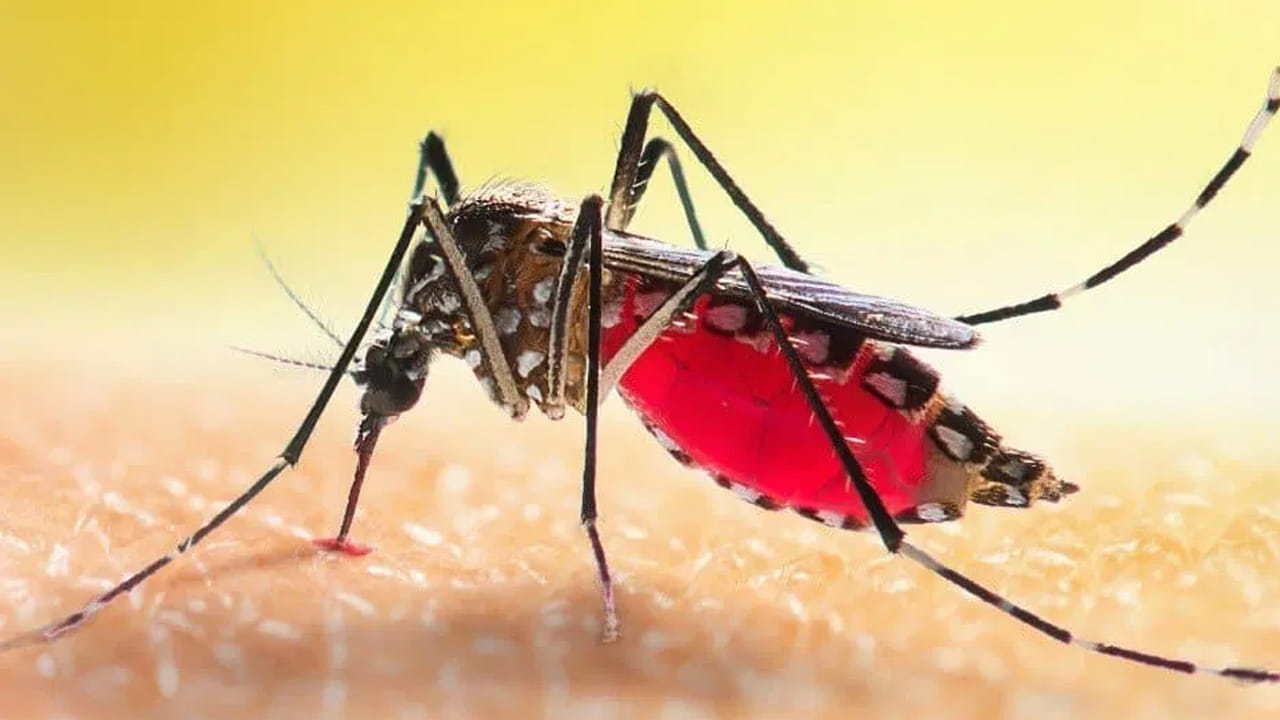  సమ్మర్ మొదలవ్వగానే  ప్రజలు మండే ఎండలతో బయటకు కూడా వెళ్ళలేక ఇంట్లోనే  ఇబ్బంది పడతారు. ఇక ఇదే సమయంలోనే  దోమలు కూడా విపరీతంగా పెరుగుతాయి. పగటిపూట ఎండలు, సాయంత్రం దోమలతో జనాలు విసిపోతారు. 
