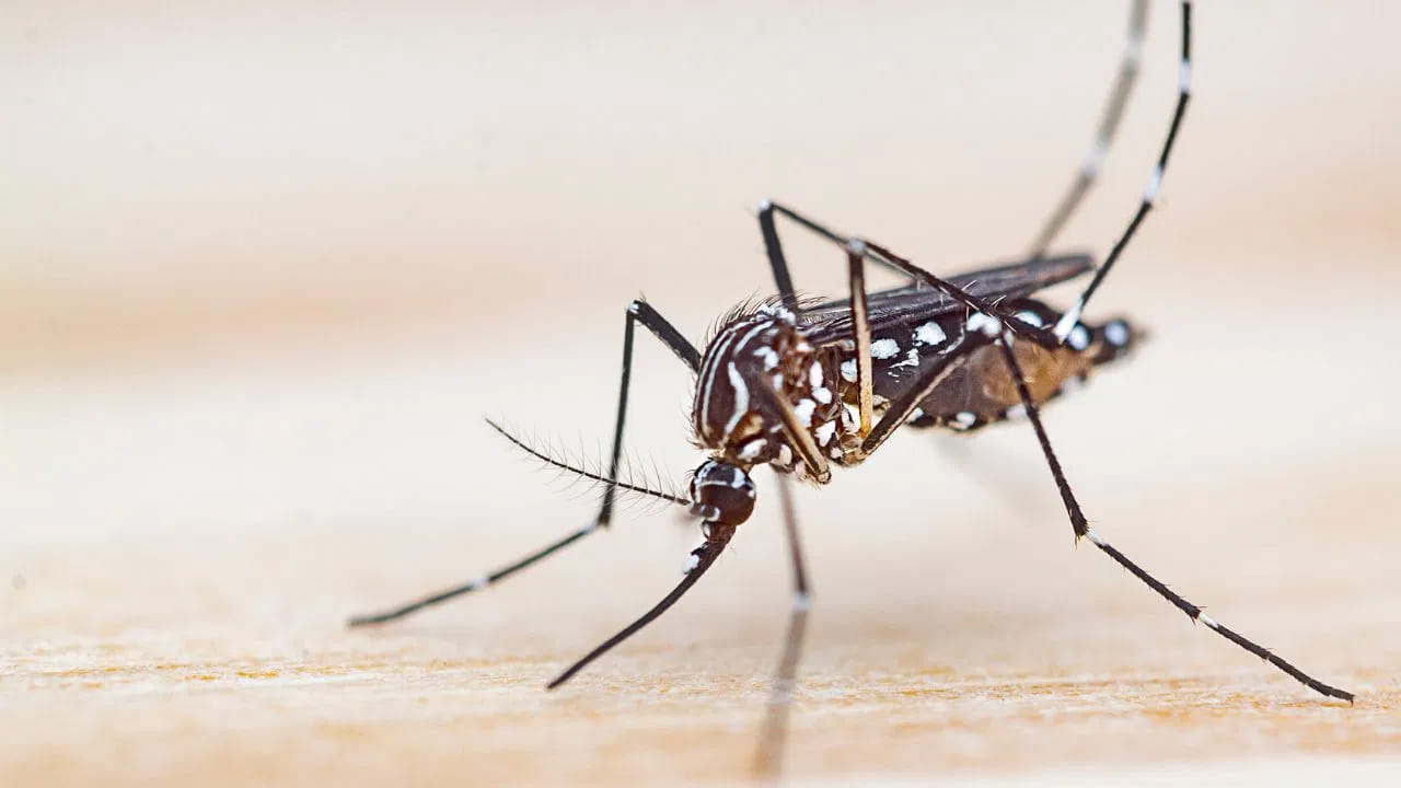 ఇక పల్లెటూరు అని లేదు సిటీ అని లేదు ఏరియా ఏదైనా ప్రతిచోటా ఈ దోమలతో చాలా ఇబ్బంది పడుతుంటారు. ఈ కాలంలో పడే వానల వలన  ఇంటి చుట్టూ నీరు నిలబడతాయి. దీనివల్ల దోమల లార్వాలు భారీగా వృద్ధి చెందుతాయి.
