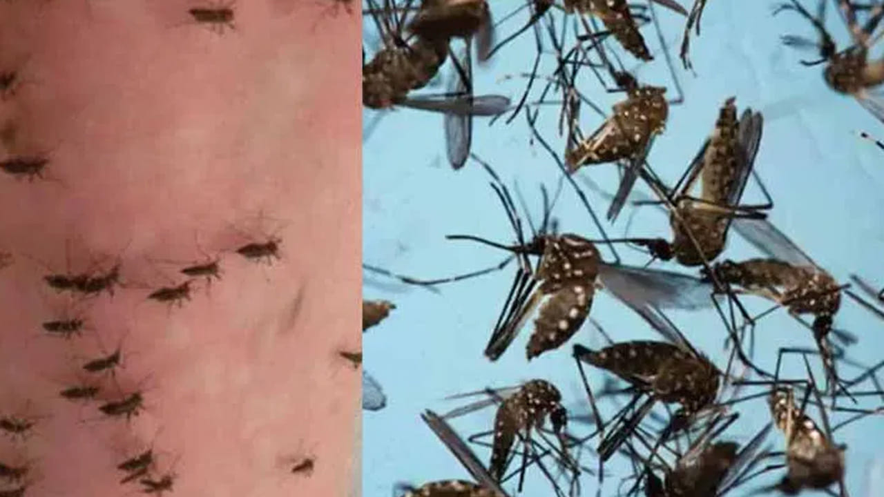 (NOTE: ఇందులోని అంశాలు కేవలం అవగాహన కోసం మాత్రమే. నిపుణులు అందించిన సమాచారం ప్రకారం ఇక్కడ తెలియజేయడమైనది. ఆరోగ్యరీత్యా ఎలాంటి సమస్యలు ఉన్నానేరుగా వైద్య నిపుణులను సంప్రదించడం మంచిది)
