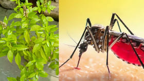 దోమలకు గుడ్‌బై చెప్పాలంటే ఈ మొక్కను మీ ఇంట్లో తప్పక పెంచండి!