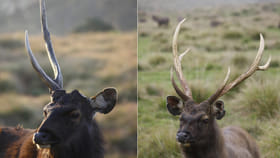 జింకల కొమ్ములు ఏటా రాలిపోవడానికి కారణం ఇదే..
