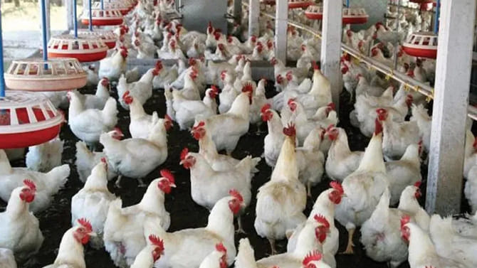 కోళ్ల ఫారం ముందు డీజే సౌండ్‌ హోరుతో పెళ్లి ఊరేగింపు..